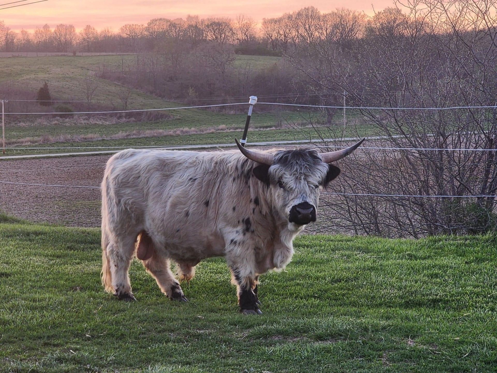 A cow with long horns is standing in a grassy field.