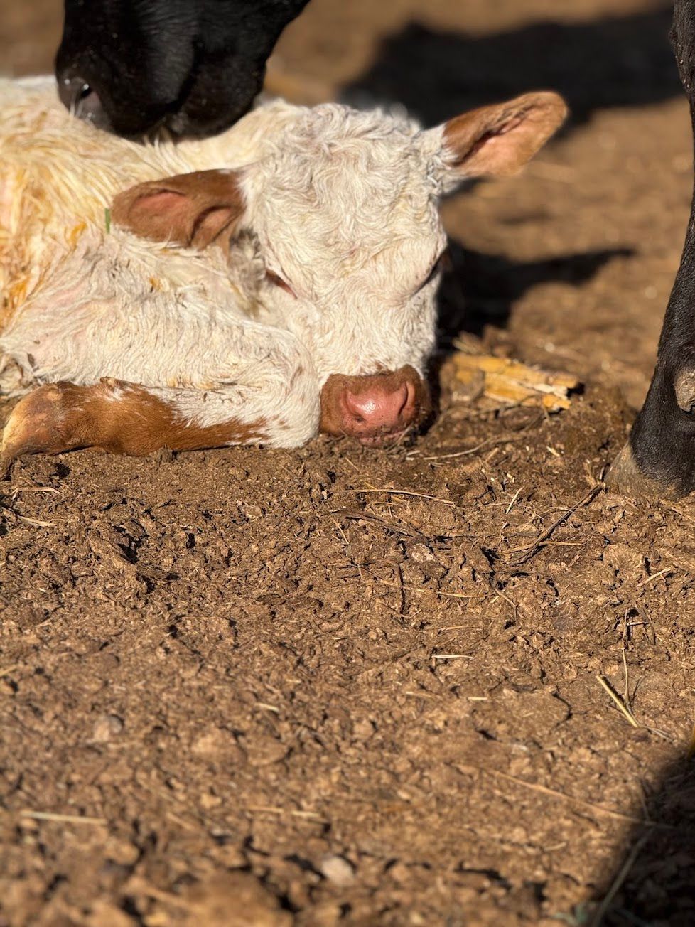 A baby cow is standing in a barn looking at the camera.