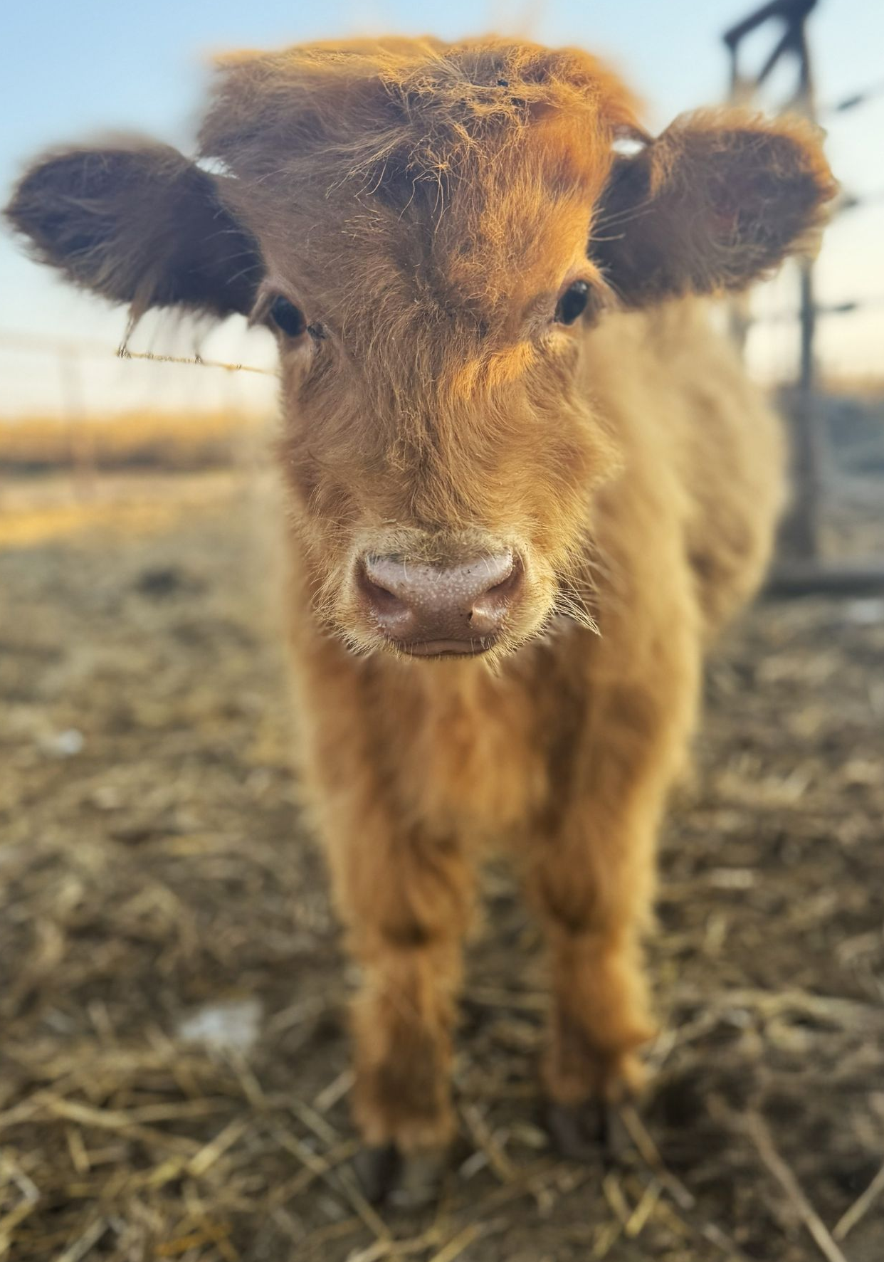 Close-up of a fluffy brown calf standing outdoors on straw, facing the camera.