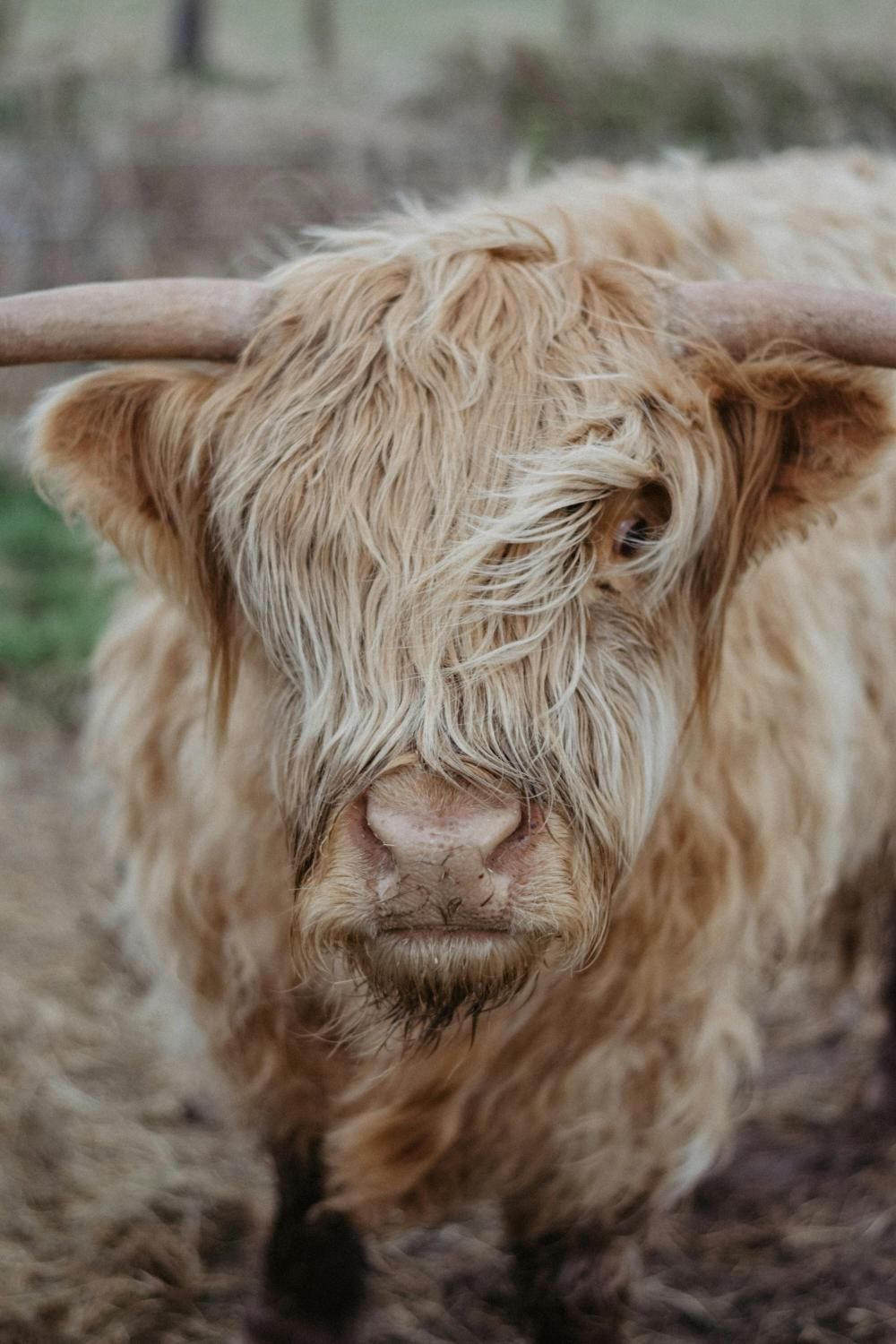 A close up of a highland cow with long horns looking at the camera.