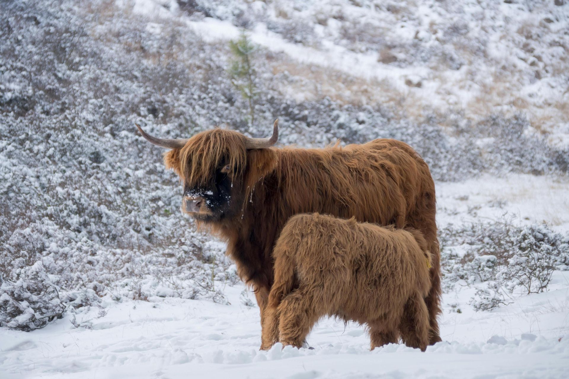 A mother and baby highland cow standing in the snow.