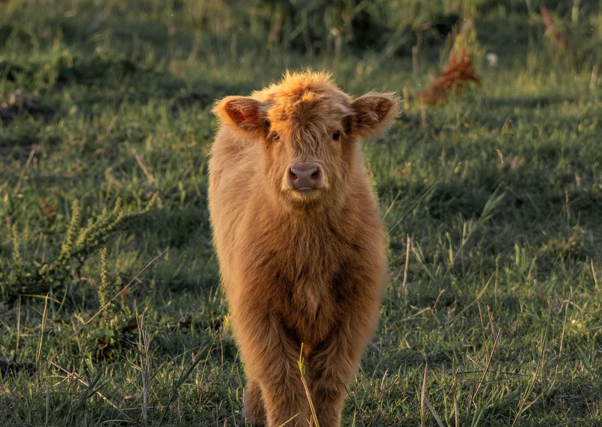 A brown cow is standing in a grassy field looking at the camera.