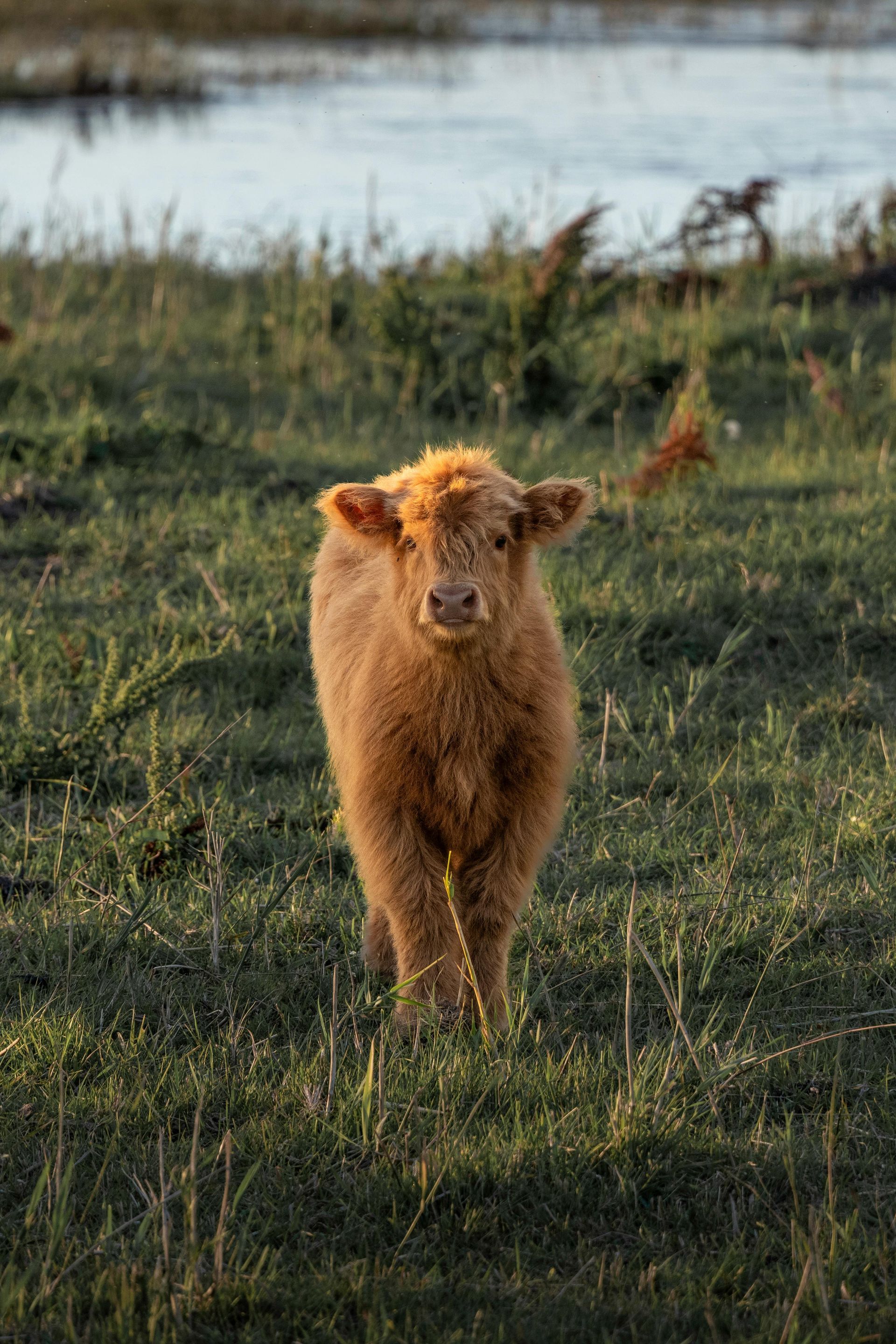 A brown cow is standing in a grassy field looking at the camera.