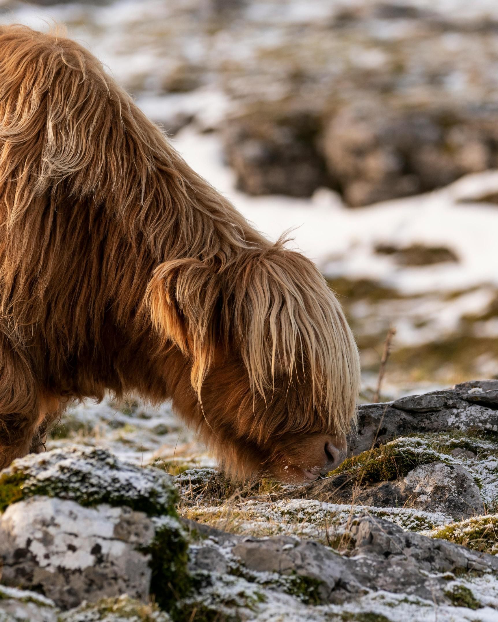 A brown cow is eating grass from a rock in a field.