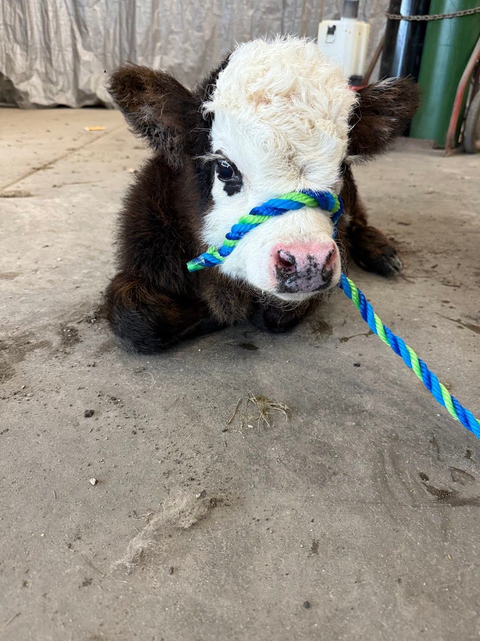 A baby cow is standing in a barn looking at the camera.