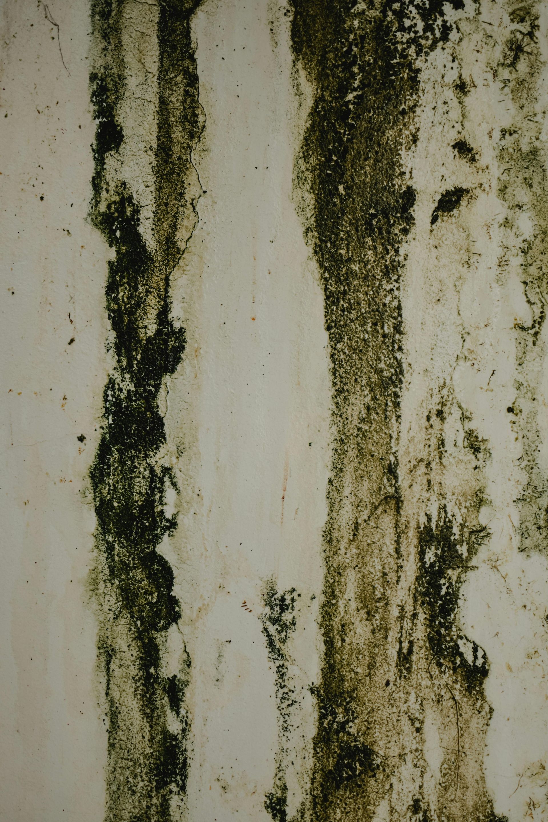 mold inspection in Solon, OH