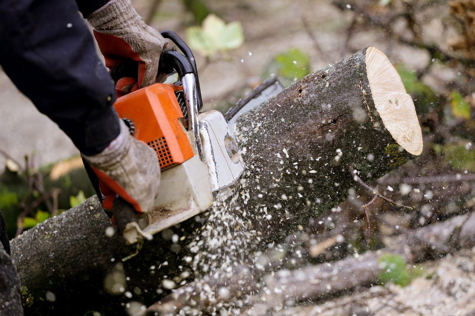 A person is cutting a log with a chainsaw.