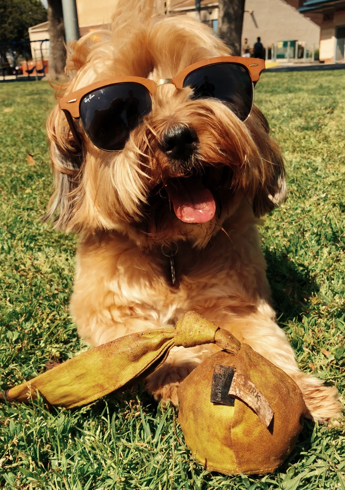 Sunny the Dog — Encino, CA — Rubio Optical Inc.