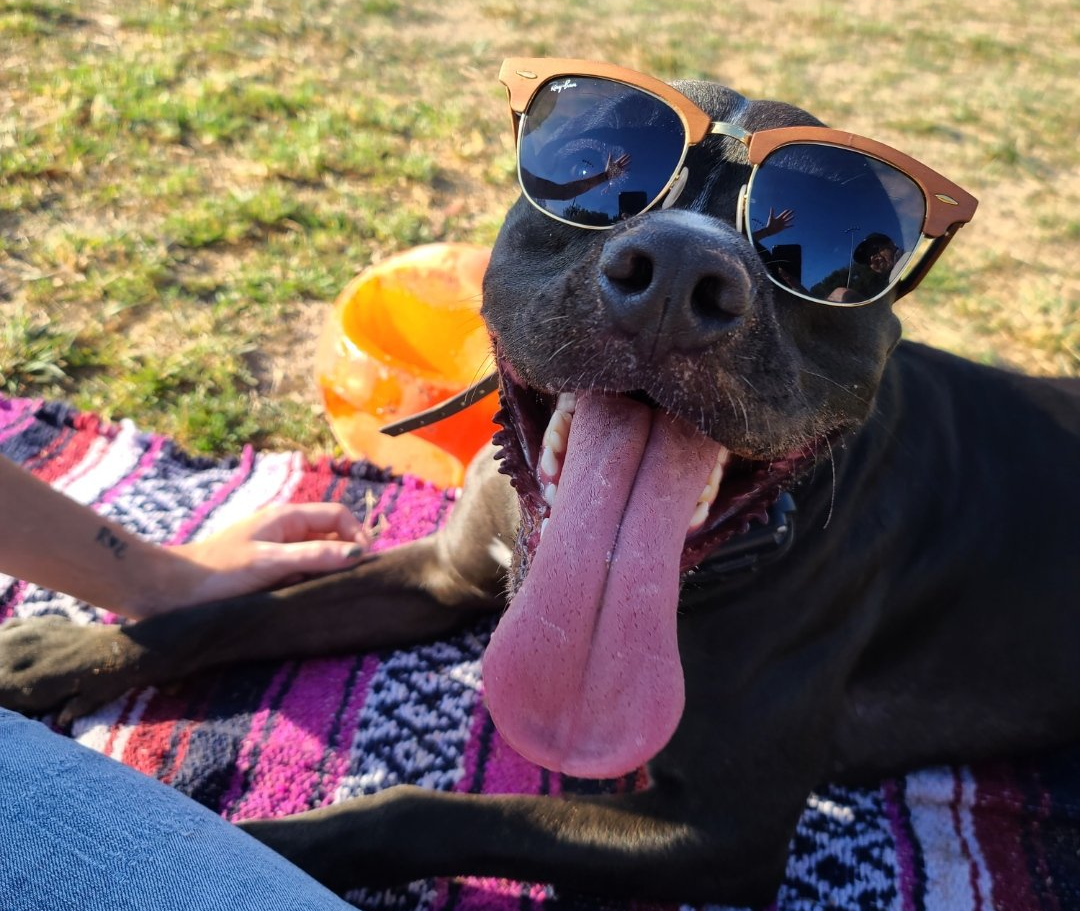 Philly the Dog — Encino, CA — Rubio Optical Inc.