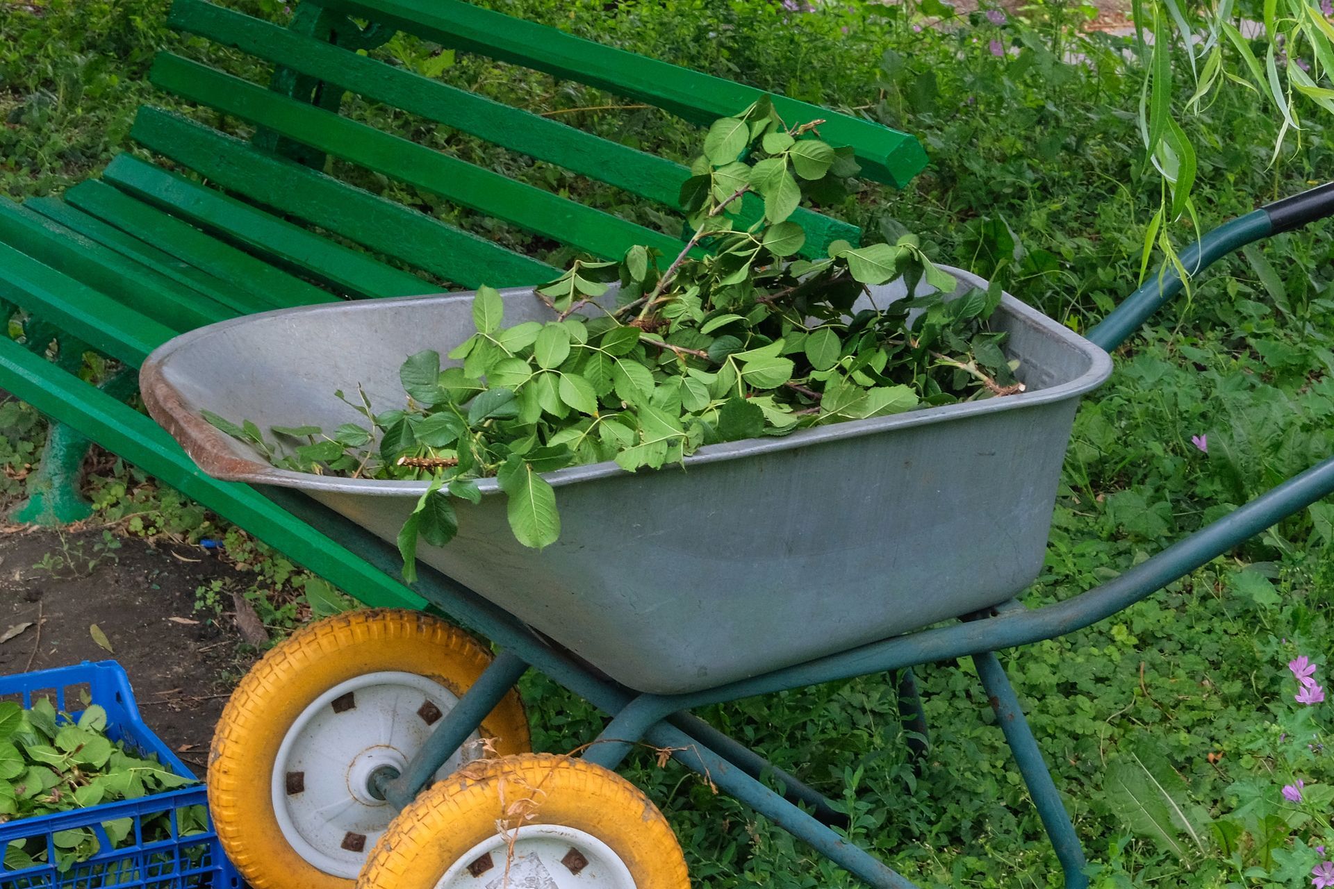 Wheelbarrow filled with green plant clippings, by a green bench with yellow wheels.