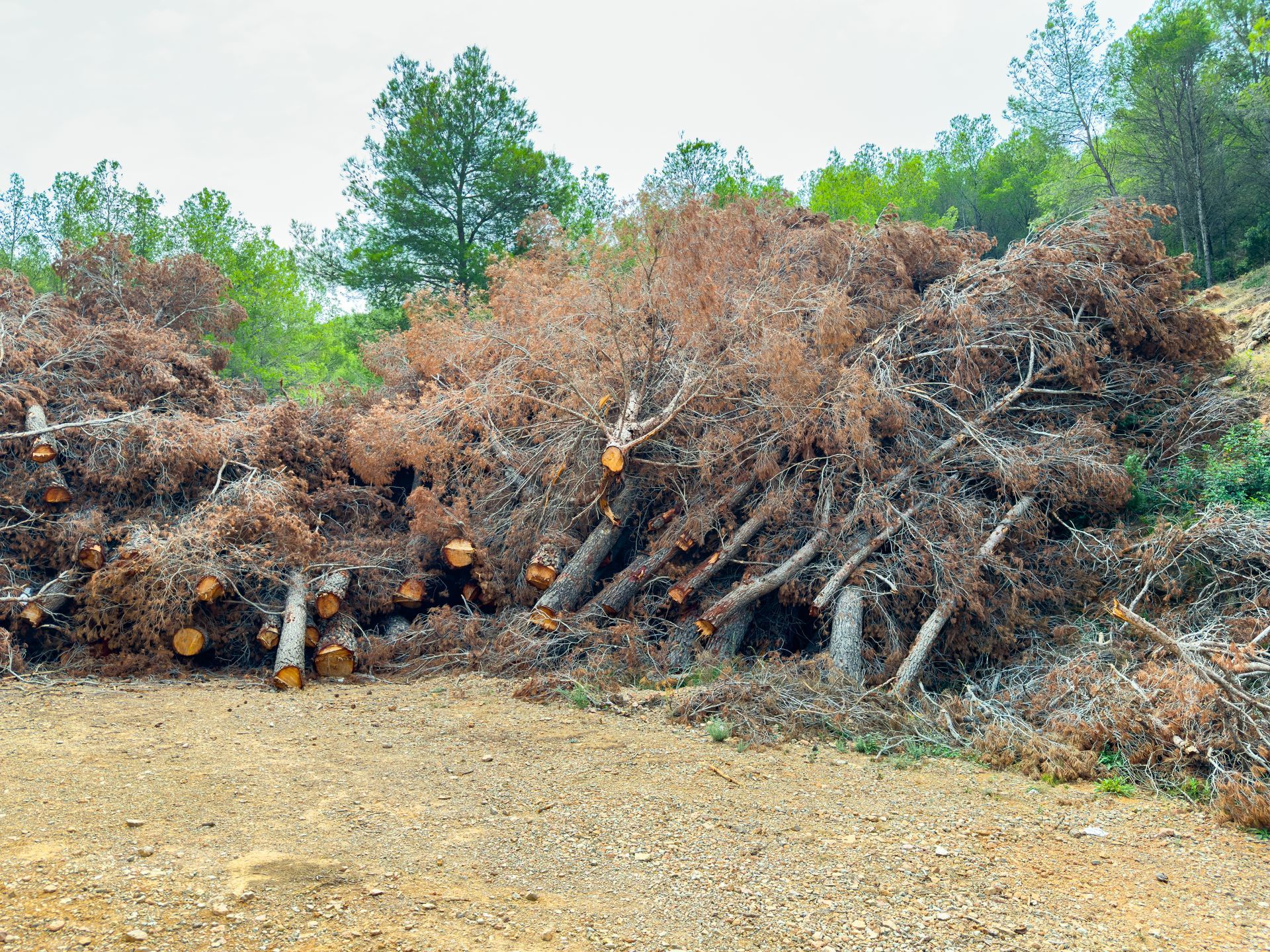 Pile of cut, dead trees on a gravel lot near green trees.