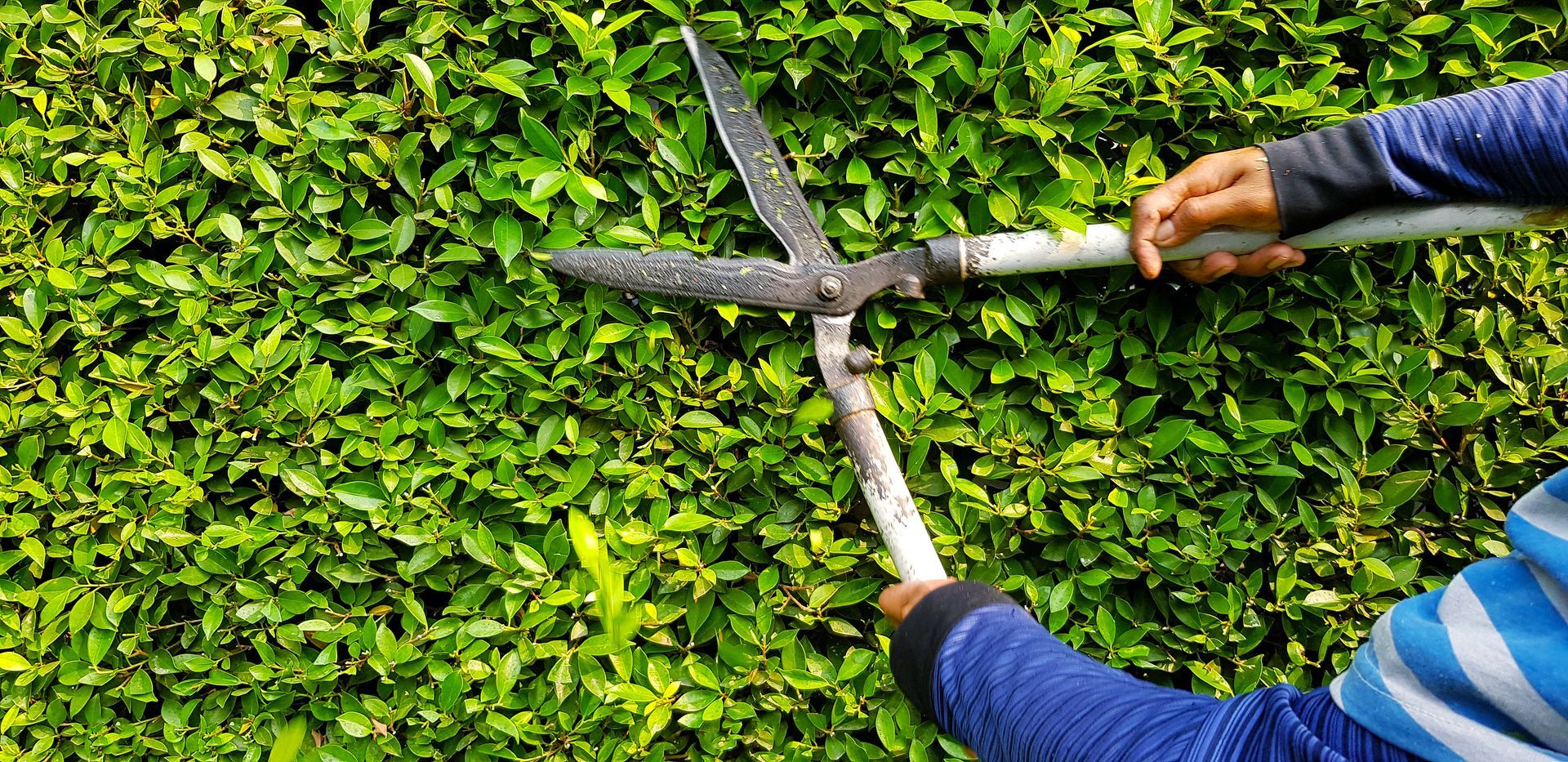 Person trimming a green hedge with large shears.