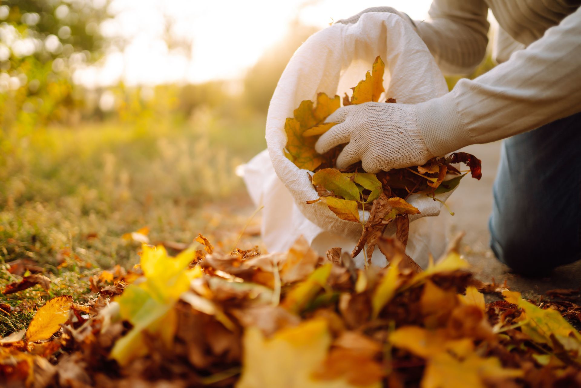 Person wearing gloves collecting fallen yellow leaves into a white bag outdoors in sunlight.
