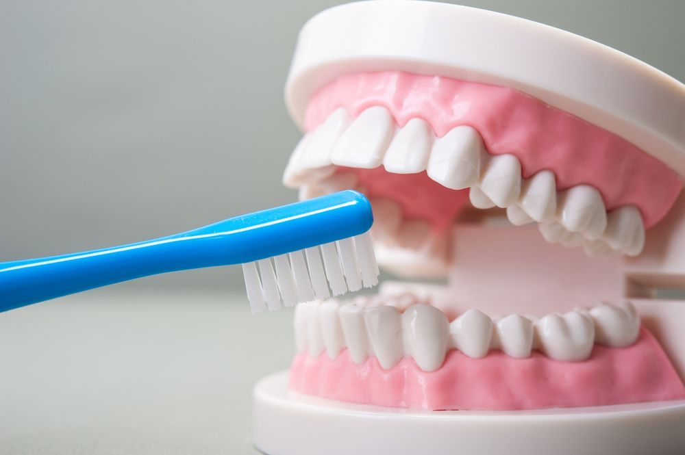 A Blue Toothbrush Is Brushing A Model Of Teeth — Dentures on the Central Coast, NSW
