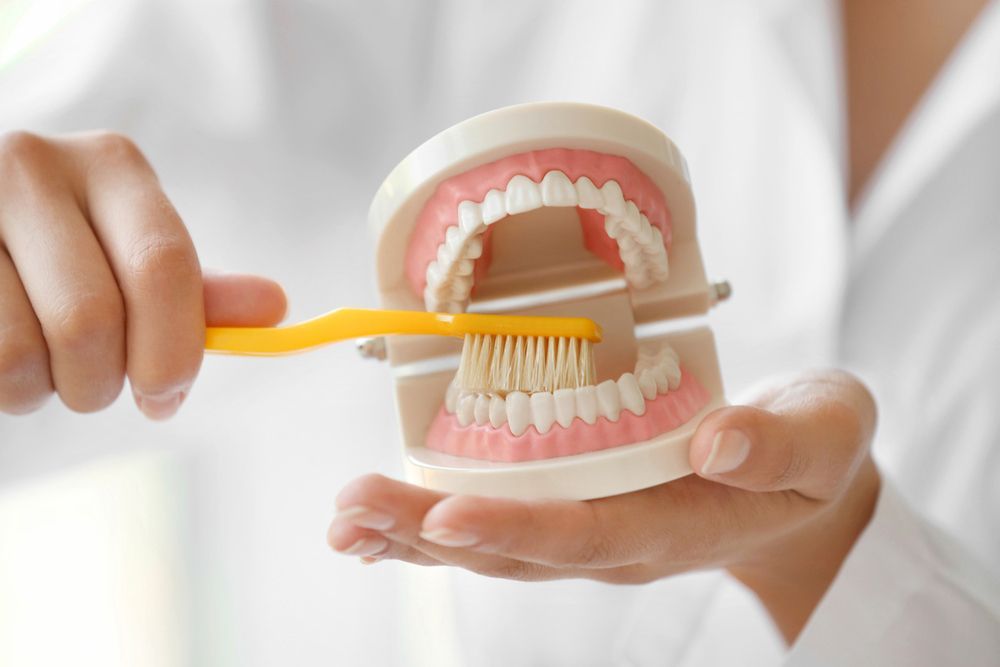 A Person Is Brushing A Model Of Teeth With A Yellow Toothbrush — Denture Cleaning in Central Coast, NSW