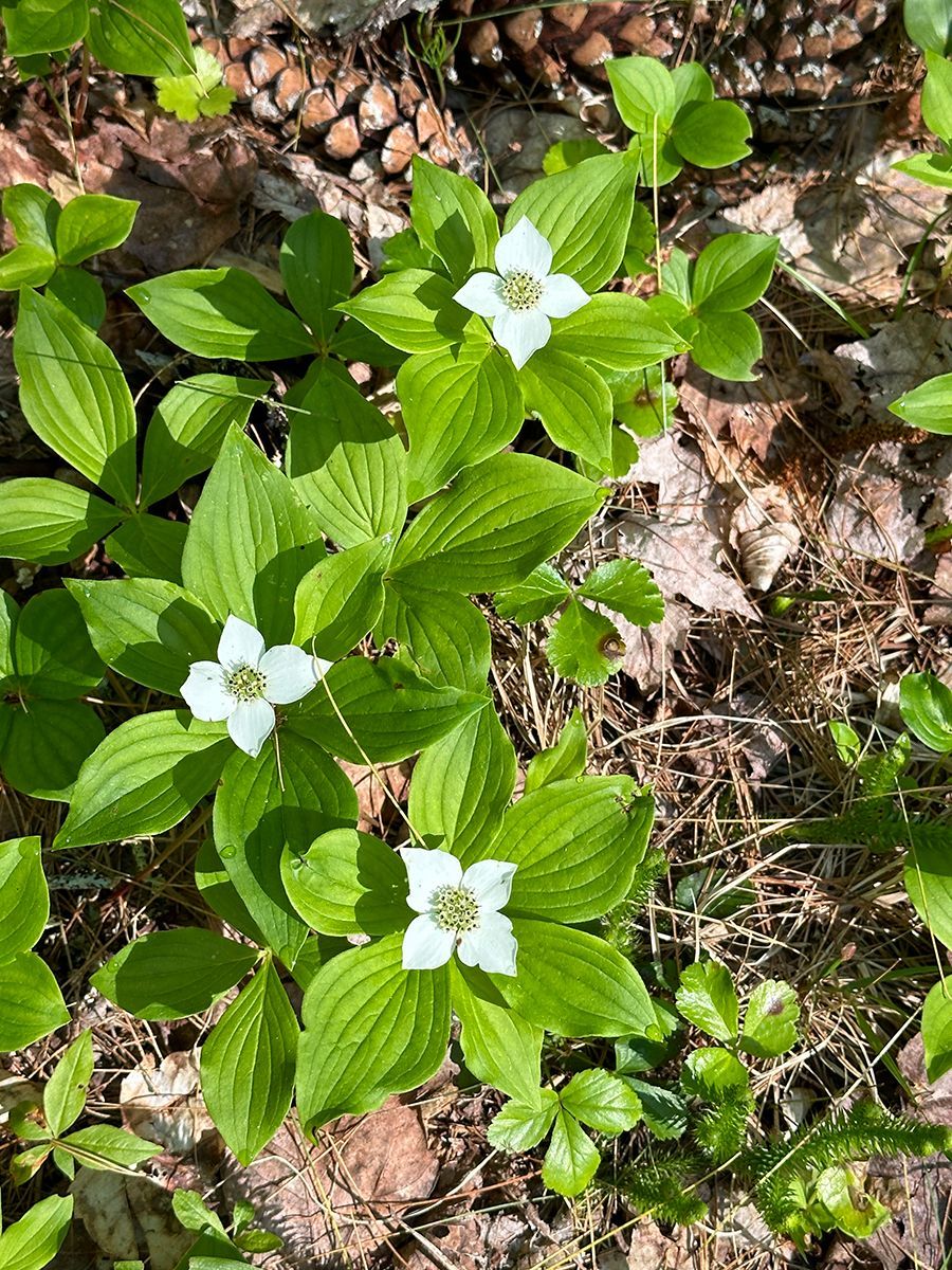 small white flowers