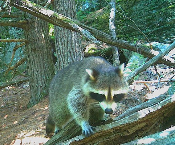 cave entrance by river