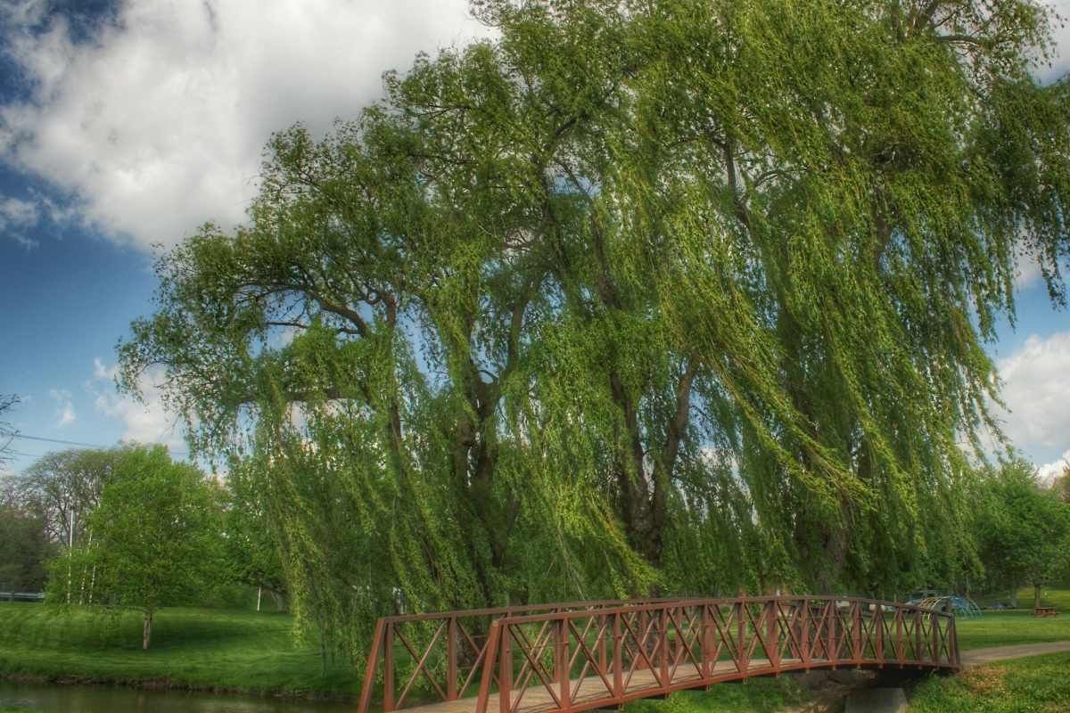 Weeping willow tree hanging over a small metal footbridge