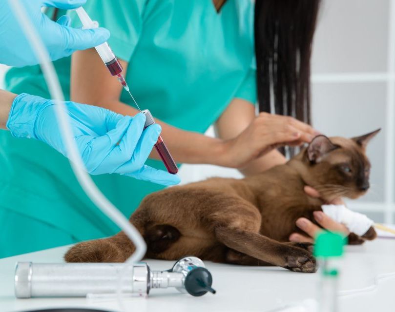 vaccinations and blood work