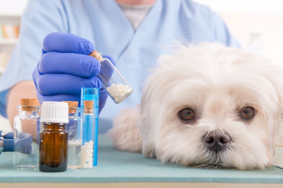 puppy at vet with medication