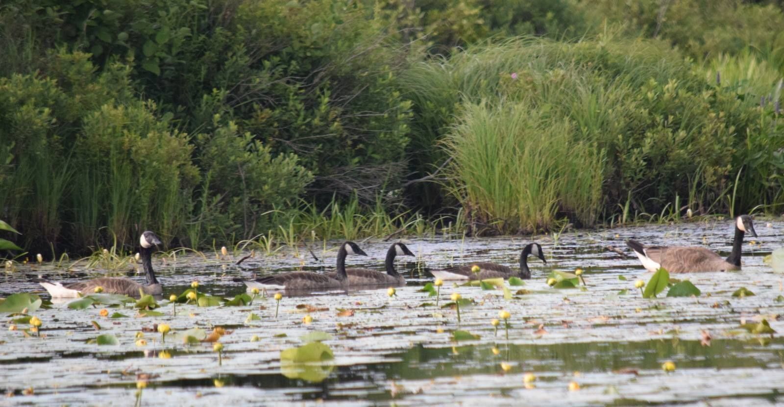 Neal pond in the summer with Canadian Geese swimming in the pond