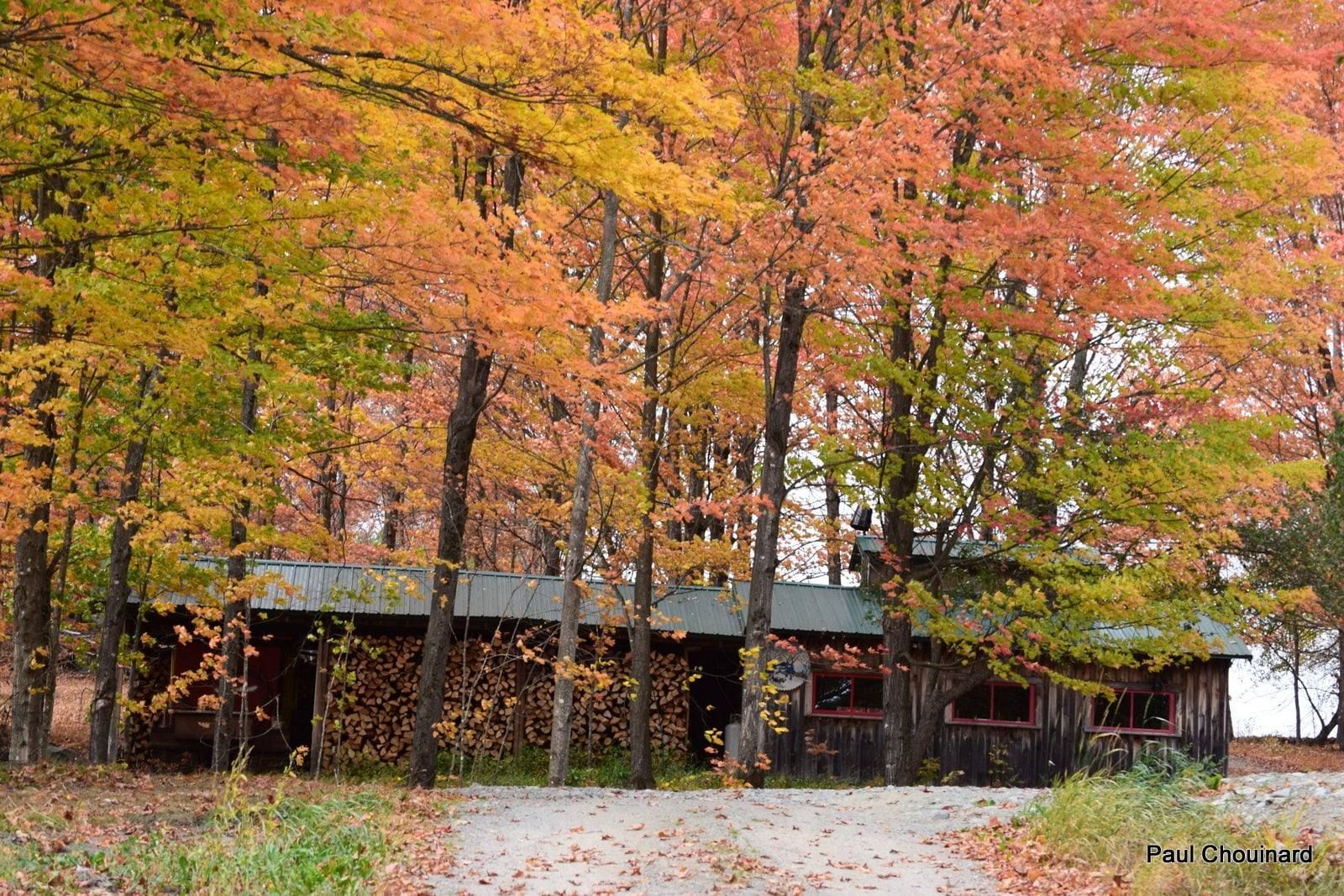 Autumn trees surrounding a maple sugar house