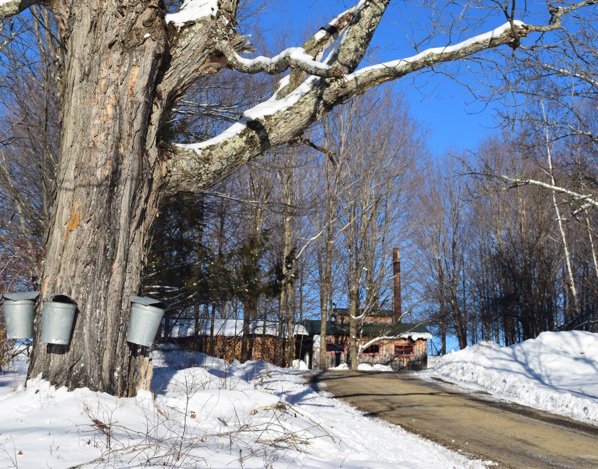 Maple sugarhouse down a long dirt road with snow banks and a maple tree with sap buckets