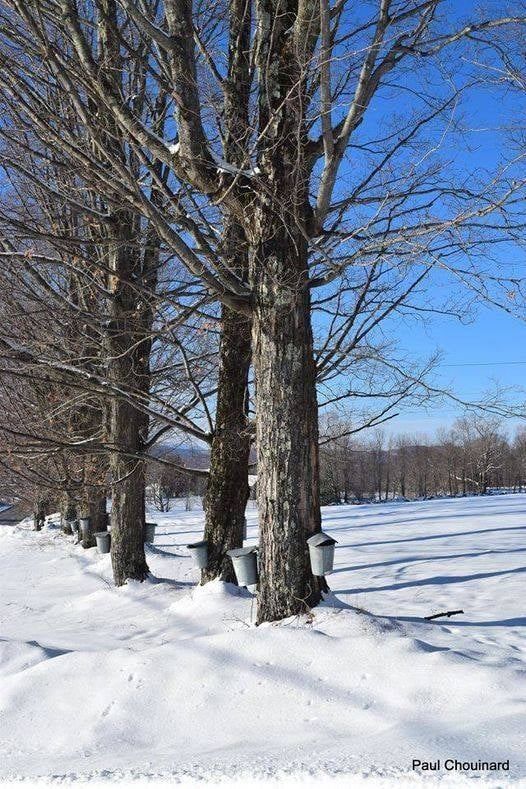 Maple trees with with sap buckets hanging off them, with snow all around
