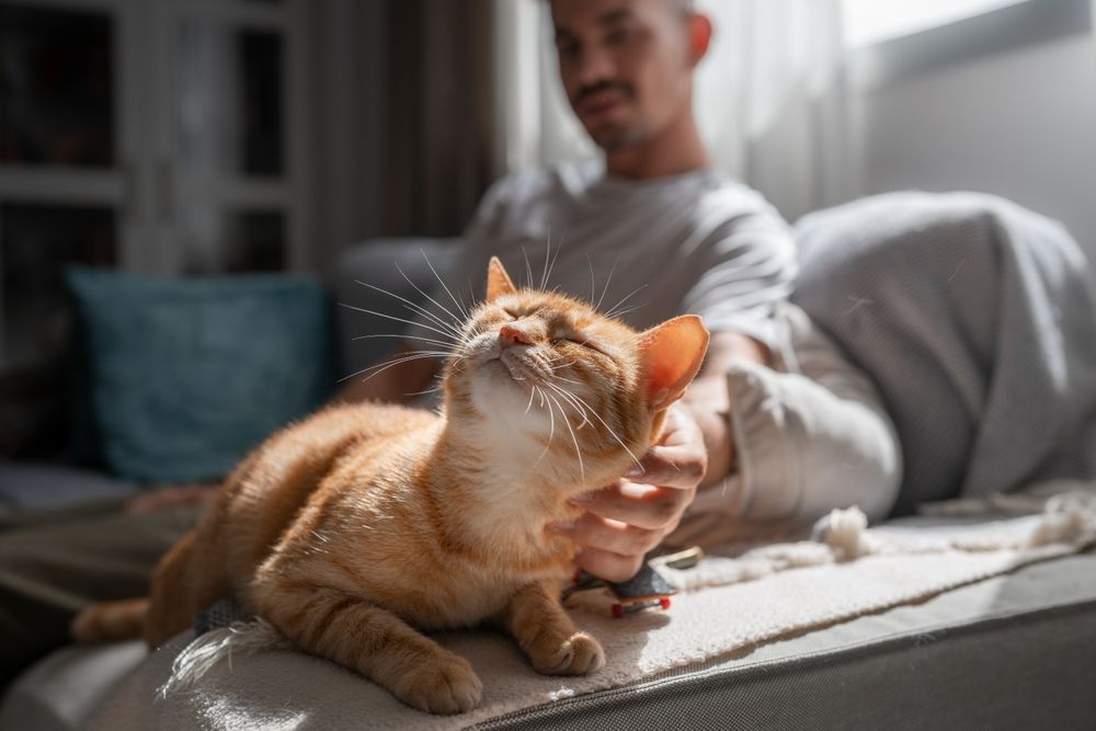 A man taking care of an orange cat.