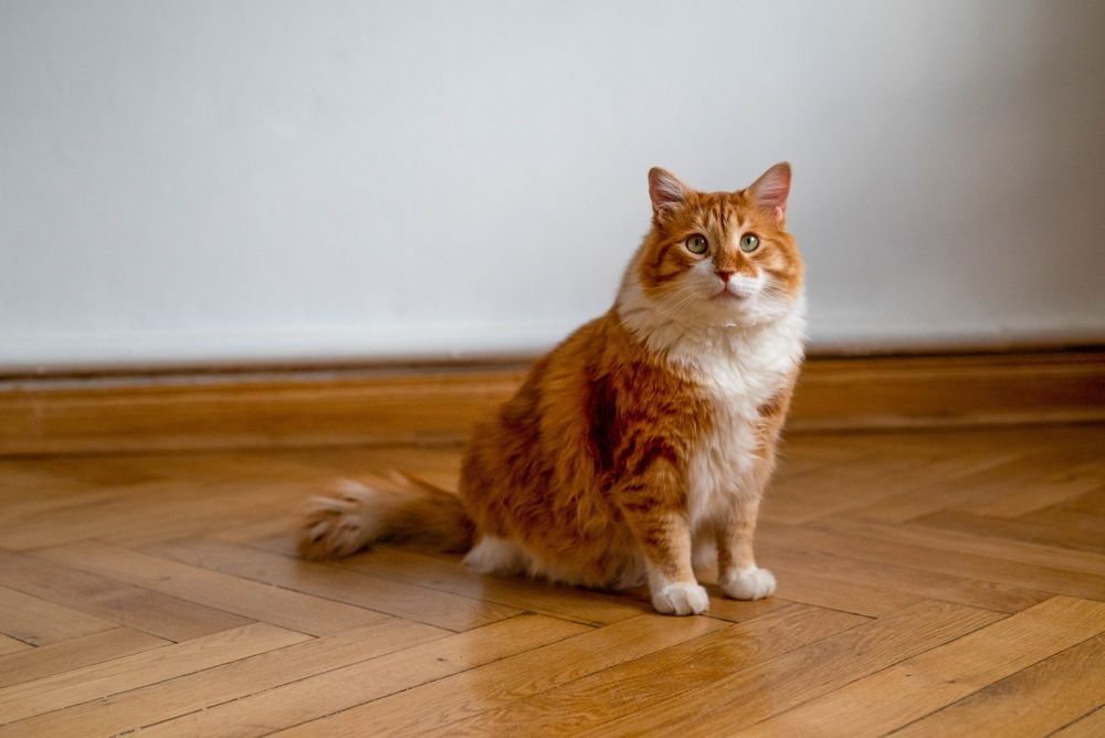 An orange and white cat is sitting on a wooden floor.