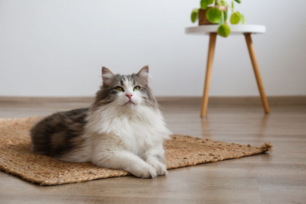 A cat is laying on a rug on the floor in a living room.