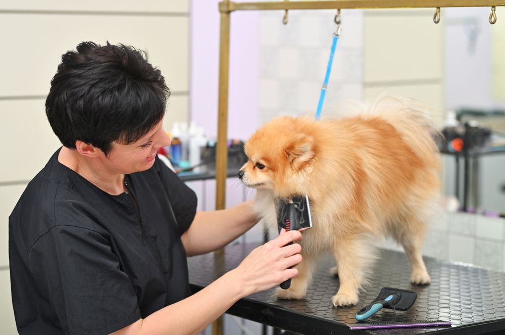 A woman is grooming a pomeranian dog on a table.