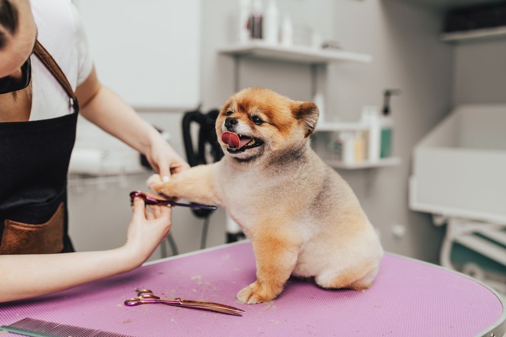 A small dog is sitting on a table being groomed by a woman.