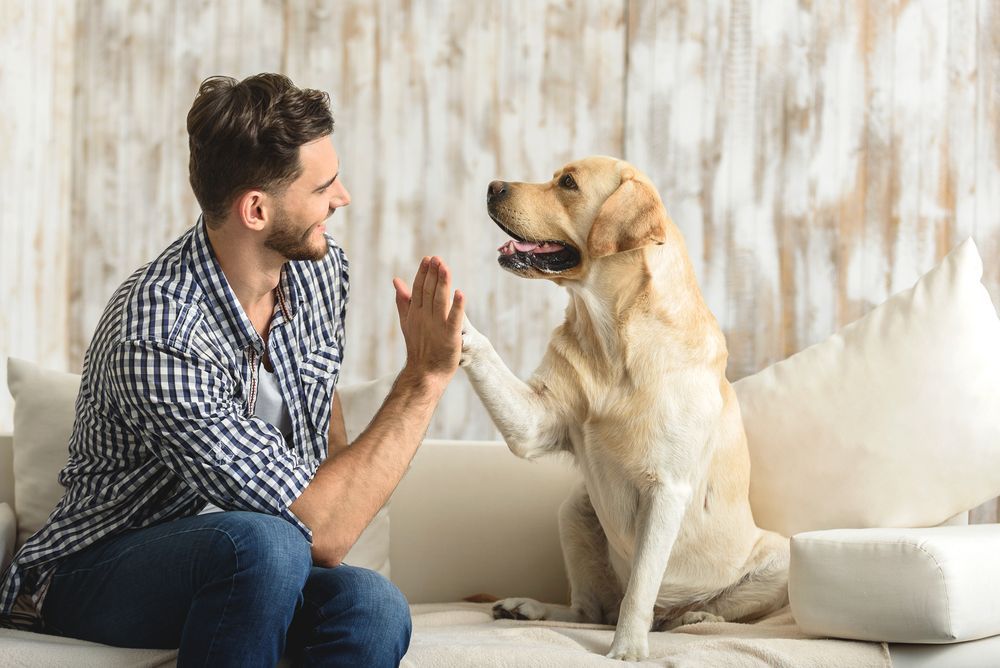 A man is sitting on a couch giving a dog a high five.