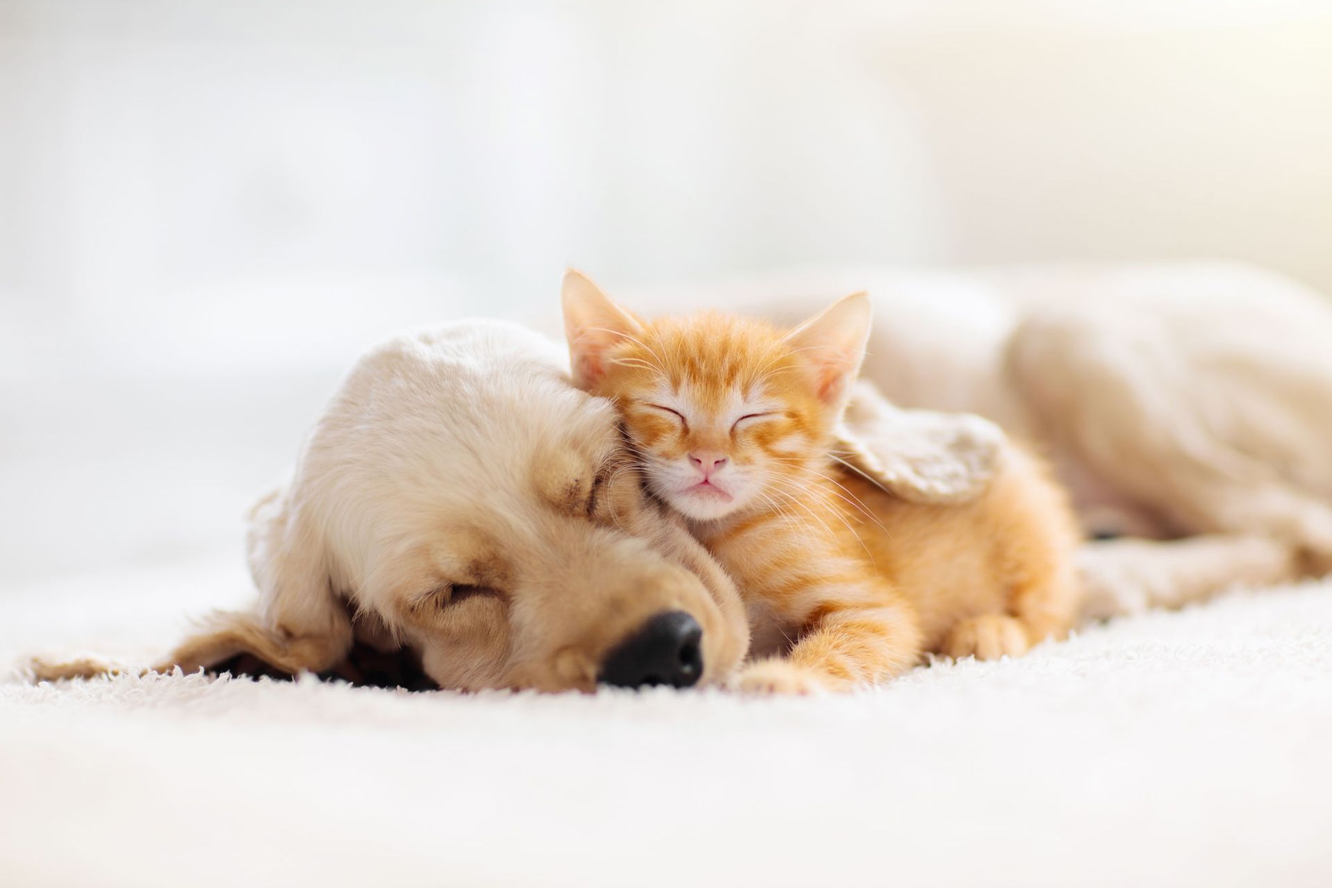 A dog and a kitten are sleeping next to each other on a bed.