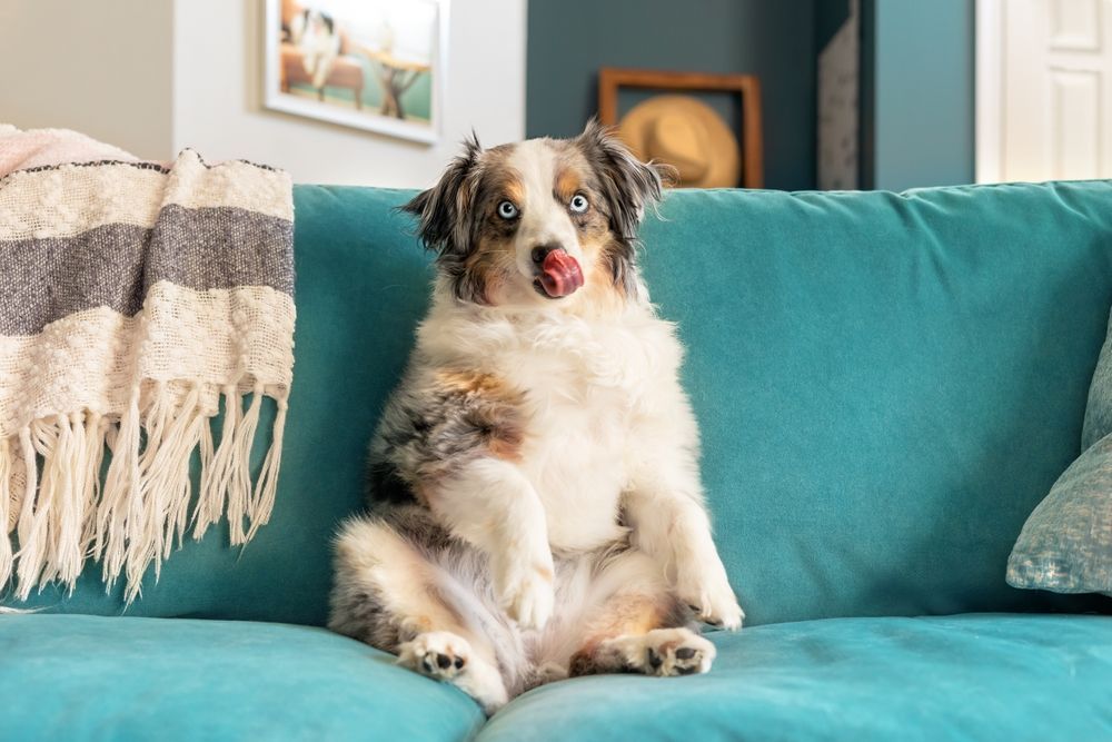 A dog is sitting on a blue couch with its tongue out.