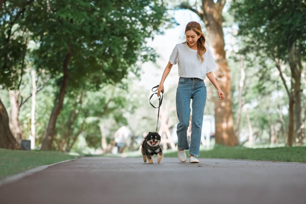 A woman is walking a small dog on a leash in a park.
