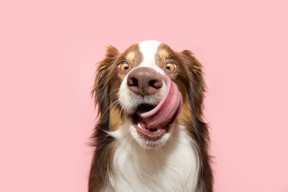 A brown and white dog is licking its nose on a pink background.