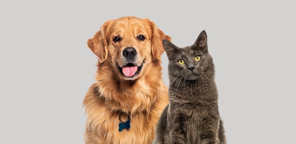 A dog and a cat are sitting next to each other.