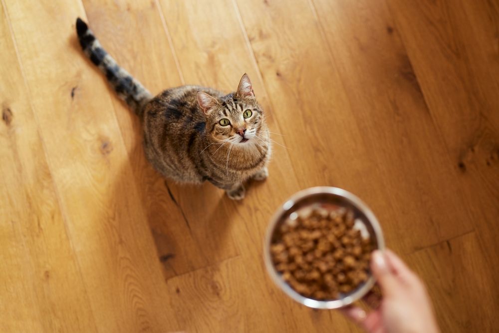 A cat is looking up at a bowl of cat food.