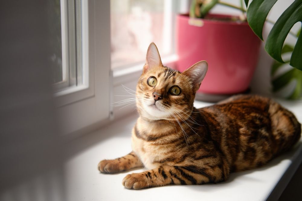 A bengal cat is laying on a window sill next to a pink potted plant.