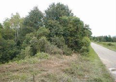 trees by road