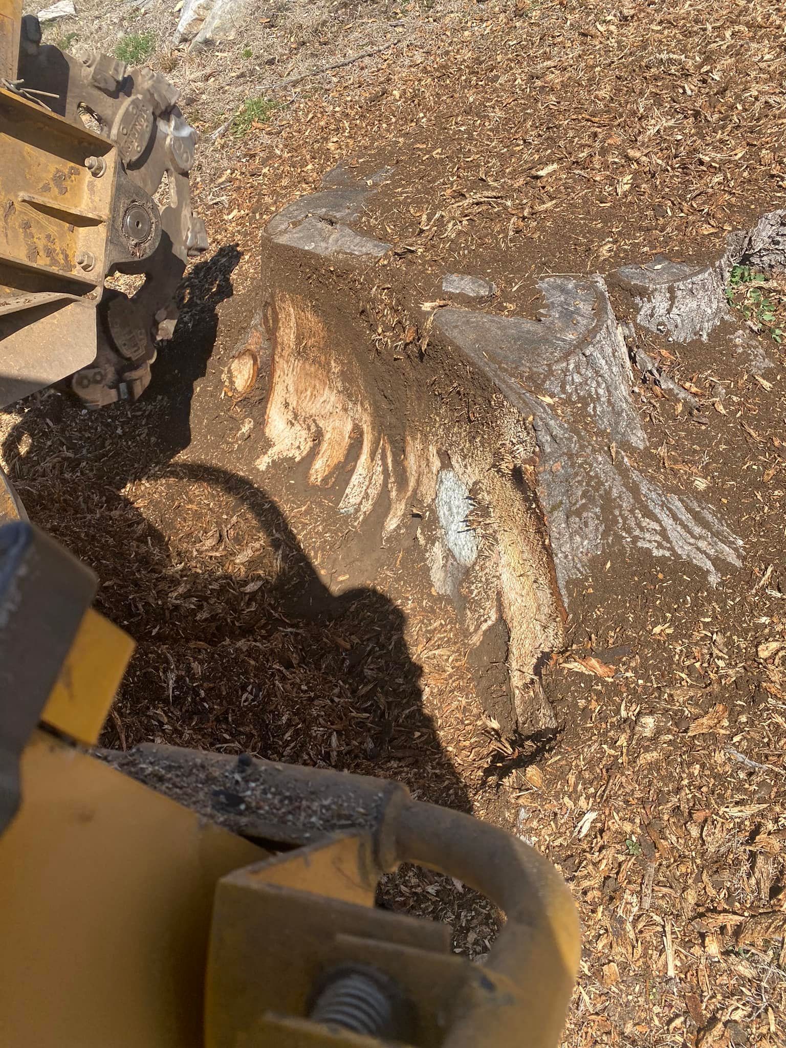 A stump grinder machine partially grinds down a large tree stump, surrounded by a layer of wood chips in an outdoor area.