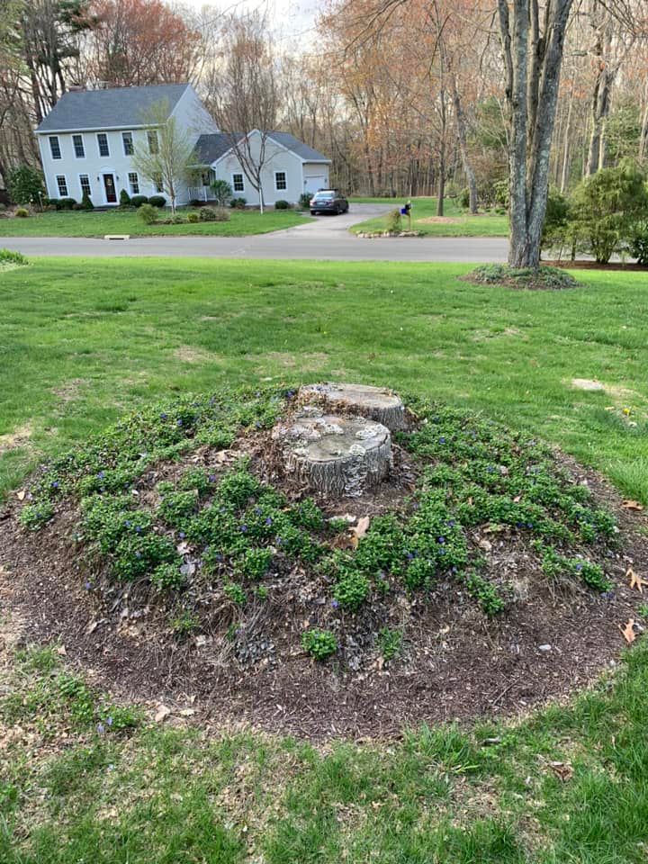 A large tree stump surrounded by low-growing green plants and mulch in a residential front yard with a house in the back.
