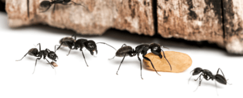 Ant Control with Seashore Pest