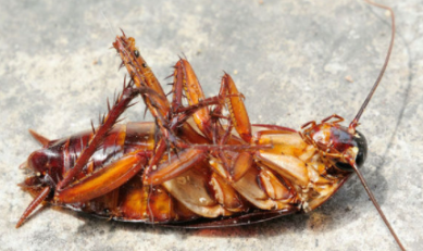 Cockroach Control with Seashore Pest