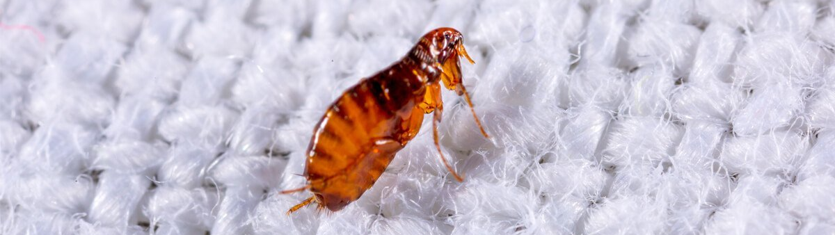 flea Control with Seashore Pest