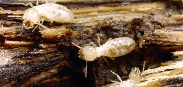 subterranean termite Control with Seashore Pest