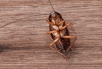 Seashore Pest Control - Cockroach Control