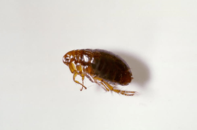Seashore Pest Control - Flea Control